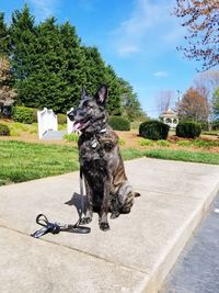 Dog sitting in a park