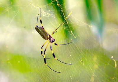 Close-up of spider on web