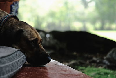 Close-up of dog