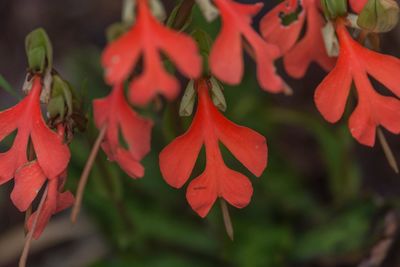 Close-up of red flowering plant