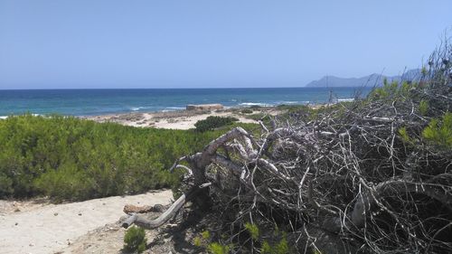 Scenic view of beach against clear sky