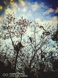 Low angle view of silhouette birds against sky at sunset