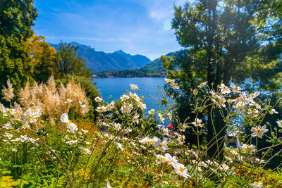 Lansdscape of lake of como from garden of villa carlotta, lombardy, italy, with trees and flowers