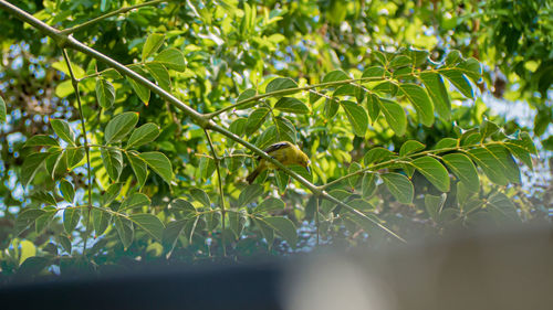 Close-up of bird perching on tree