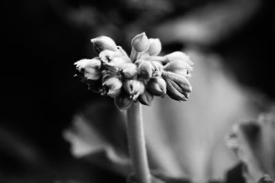 Close-up of flower blooming outdoors