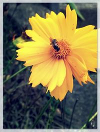 Close-up of yellow flower