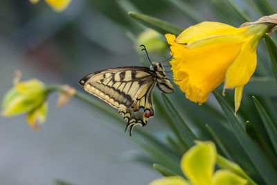 Close-up of butterfly pollinating on yellow flower