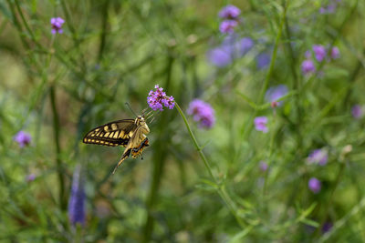 Close-up of butterfly pollinating on purple flower
