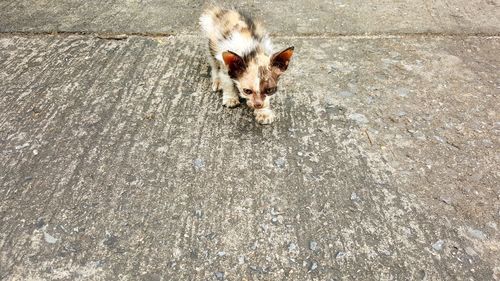 High angle portrait of dog on footpath