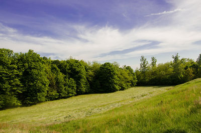 Trees on grassy field