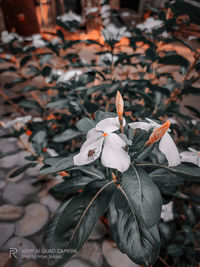 Close-up of white flowering plant