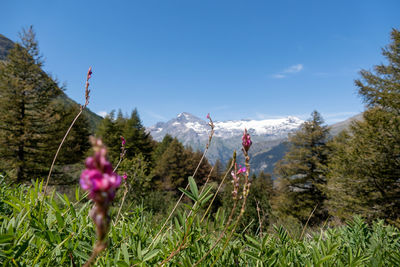 Scenic view of flowering trees on field against sky