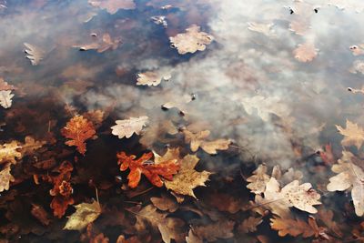 Full frame shot of maple leaves in a puddle 