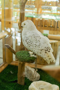 Close-up of parrot perching on wood