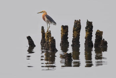 Birds perching on rock in lake