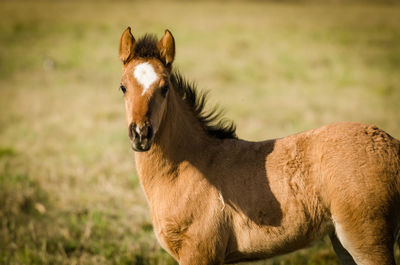 Horse in a field