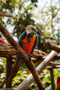 Low angle view of bird perching on branch