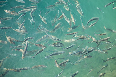 High angle view of fishes swimming in sea