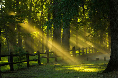 Sun rays  in the patagonian forests