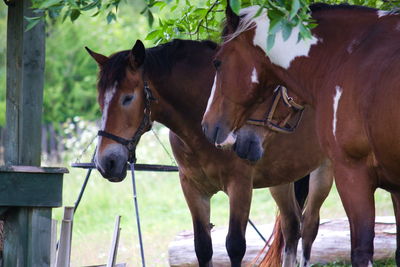 Horses standing in ranch