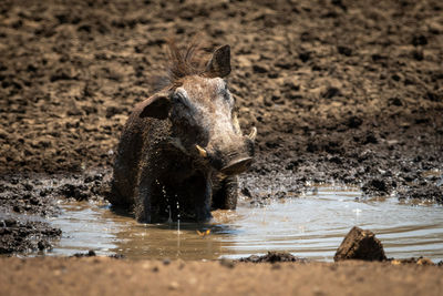 Common warthog sits in mud shaking head