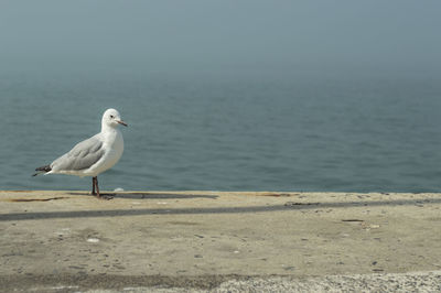 Seagull perching on retaining wall by sea