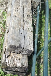 Close-up of tree trunk in forest