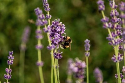 Bee pollinating on purple lavender flower