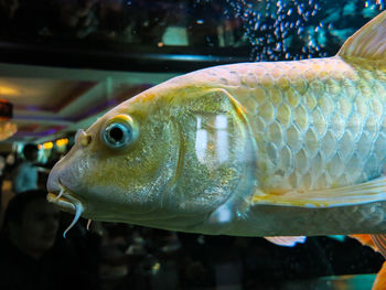 Close-up of fish swimming in aquarium