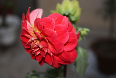 Close-up of red flower