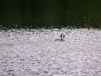 Ducks swimming in lake