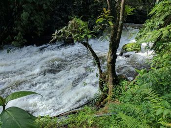 Scenic view of waterfall in forest