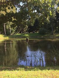 Scenic view of lake amidst trees