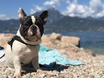 Dog on pebble at beach