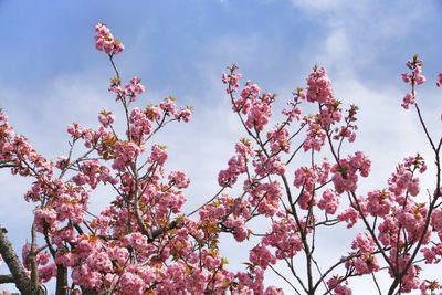 Low angle view of pink cherry blossoms in spring