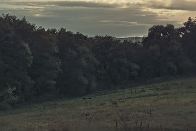 Scenic view of forest against sky