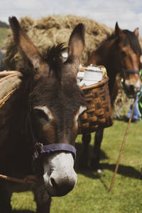 Close-up of a horse on field