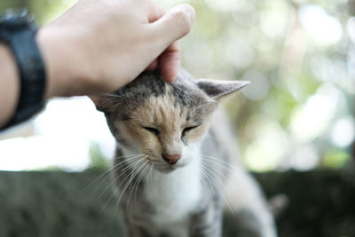 Close-up of hand holding cat