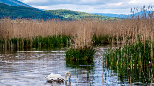 Mute swan bird family with cygnets swimming together. family swan with babies. cygnus olor. 