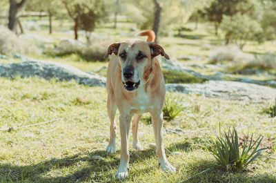 Portrait of dog standing on field