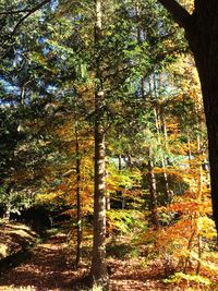 Trees in forest during autumn