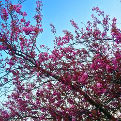 Low angle view of pink flowers against blue sky