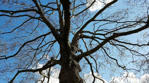 Low angle view of bare trees against sky