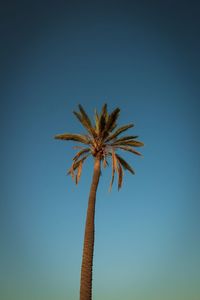 Low angle view of palm tree against clear blue sky