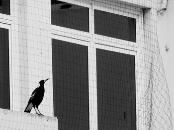 Low angle view of bird perching on building
