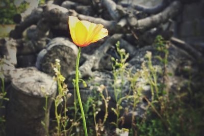 Close-up of yellow flower growing in field