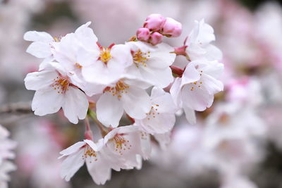 Close-up of cherry blossom