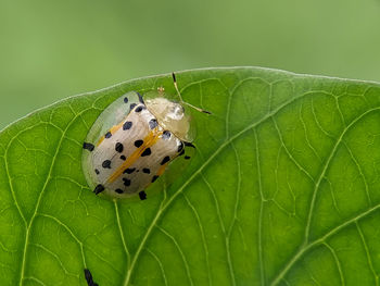 Close-up of butterfly on leaf