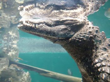 Close-up of turtle swimming in sea