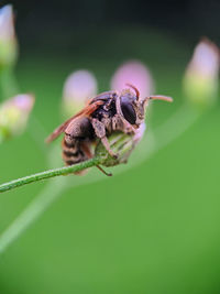 Close-up of insect on leaf